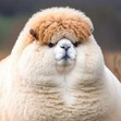 Llama Duck