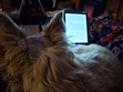 Bookworm