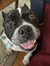 Moxie B...