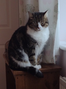 Isobel