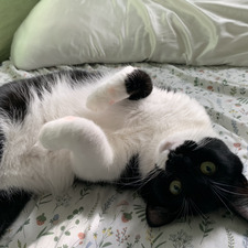Stella