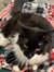 Lenore