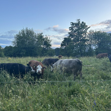 Eira Hilding