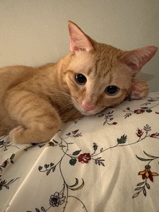 Gabby