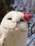 Keta❀