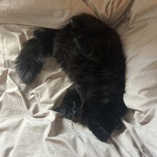 Bella