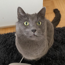 Viivi