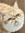 corbs