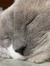 lucy t