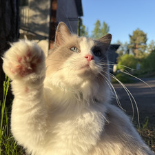 Kataja