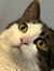 bridget...