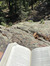 Ivy