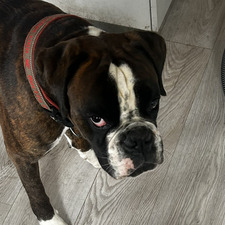 Linnea