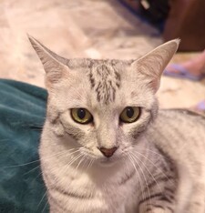 Lexie