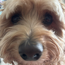 Grizzly
