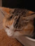 Tosca