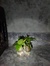 OM MAHA SHARBA YAMA MANASHA MRITTUNJAY MAHA SHARBA YAMA KUBER LAKSHMI SWRASWATI