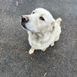 Heidi