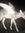 deer.v.__