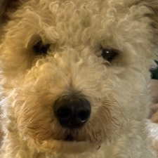 Dylan