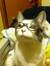 Atticus