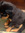 Lost_Dog