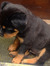 Lost_Dog