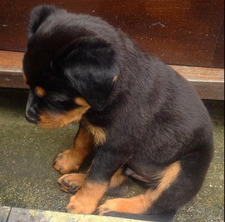 Lost_Dog