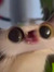 Nirenref