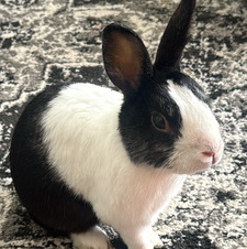 evren