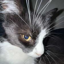 Chazz Carello