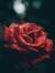 Roselin...