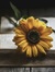 Sunflow...