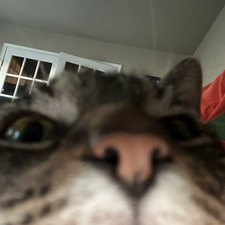 Cass