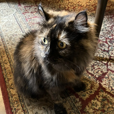 Max