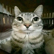 miyson
