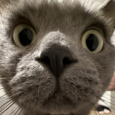 Doogy