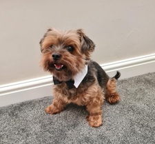 Luca Boy