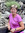 Judy K Peoples