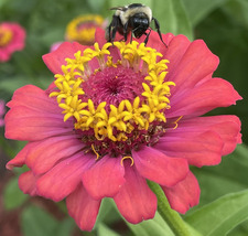 Monica