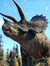 Adasaurus