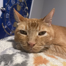 Ginger