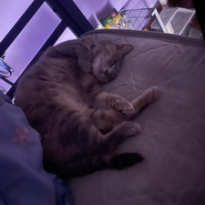 Lily