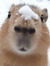 Shmoo