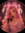 astrid