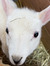 Meg