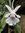 matilde