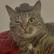 PiuPiu