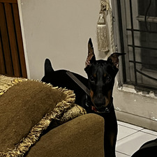 Audrey Brigitta