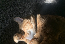 Lilly